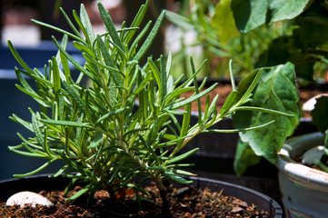 Close up side view of green rosemary herb plant growing in pot . fragrant Herb is used medicinally and also in cooking.