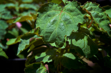 Large Pogostemon cablin patchouli leaf growing on plant showing hairs and red veins, medicinal plant used in aromatherapy.