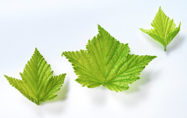 Johannisbeerblätter