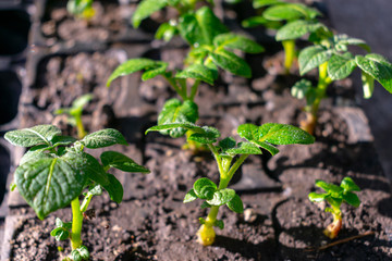 Varietal potatoes seedlings. Sprouted potato tuber. Green shoots of potato seed on the background of the plantation. Young potato plant