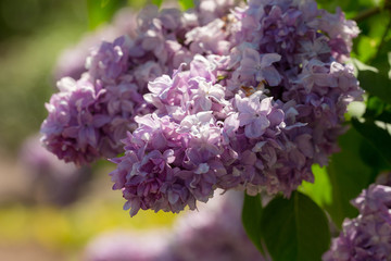 Obraz premium white and purple lilac