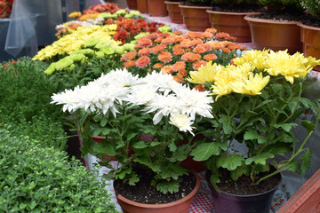 Street flower market, shop with various flowers in pots. Multicolored blooming chrysanthemums in flower store