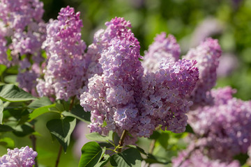 branches of blooming lilac
