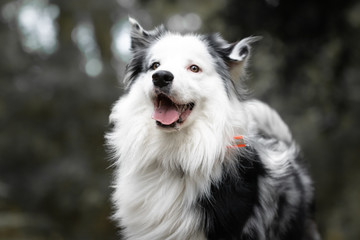 close up of beautiful and happy australian shepherd on forest pathway