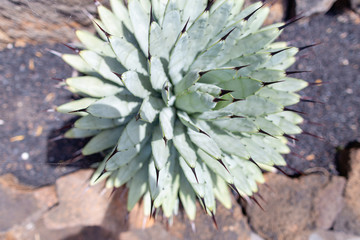 Colorful cactus plants varieties growing on volcanic lava sand soil in cactus garden near Quatiza, Lanzarote, Canary Islands, Spain.