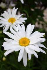 Beautiful white garden chamomile on the flower bed 