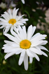 Fototapeta premium Beautiful white garden chamomile on the flower bed 