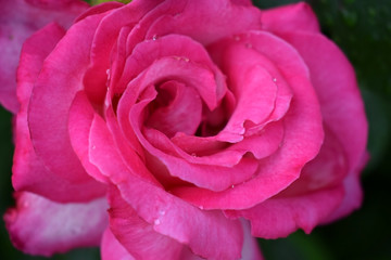 Beautiful pink rose with raindrops on the flowerbed in the garden