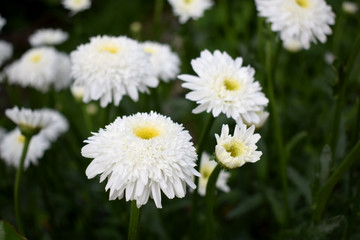 Obraz premium White terry chamomile on the flower bed in the garden