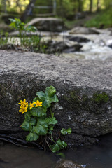 yellow flower on background of the river