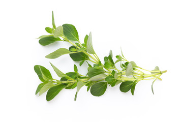 Herbal spice on a white background. Top view. - obrazy, fototapety, plakaty