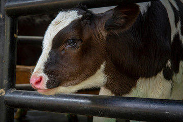 Close-up cute calf face image at the farm