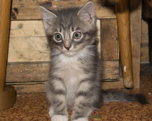 Kitten gray striped little funny lying on a blanket pet for design