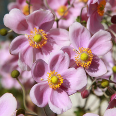 Obraz premium Anemone hupehensis 