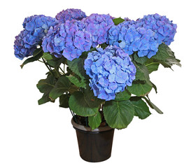 Hortensia bleu en pot