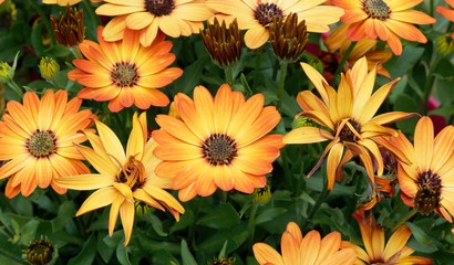 Marguerites du cap ou osteospermums jaune orange