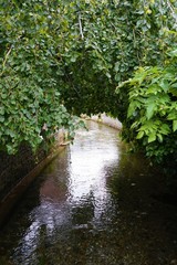 Le plus petit fleuve de France, veules les roses