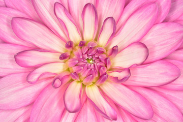 A bud of delicate magenta colored dahlia closeup.