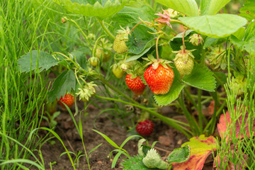 Strawberries on the bush during ripening