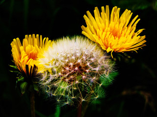 yellow flower of dandelion