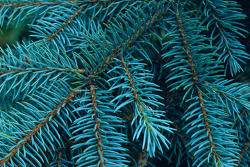 Naklejka na ściany i meble Cropped Shot Of Pine Branch. Abstract Nature Background. Trees, Nature, Christmas Concept.