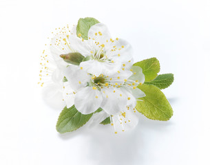 Obraz premium Pflaumenblüte