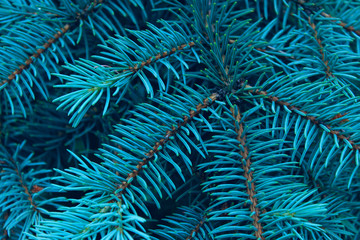 Cropped Shot Of Pine Branch. Abstract Nature Background. Trees, Nature, Christmas Concept.