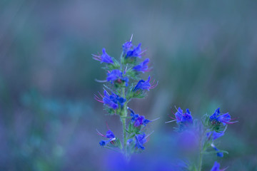Obraz na płótnie Canvas flowers on blue background