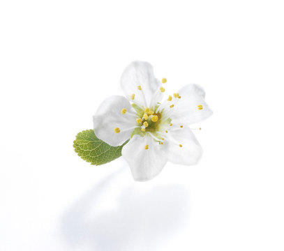 Pflaumenbl&uuml;te