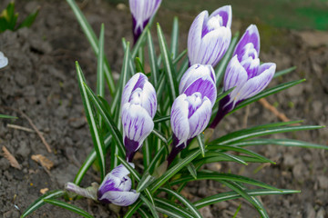 crocus in spring