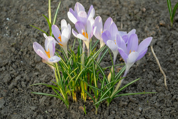 spring crocus flowers