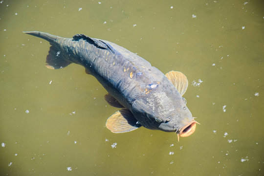 karpfen im wasser holt luft