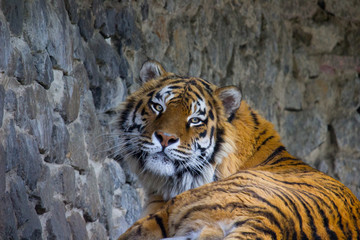 Tiger resting
