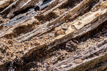 Old dark wooden rotten stump log timber rotting for decades of fallen tree in the woodland forest selective focus close up 
