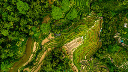 Beautiful Rice Terraces on the Bali Island.