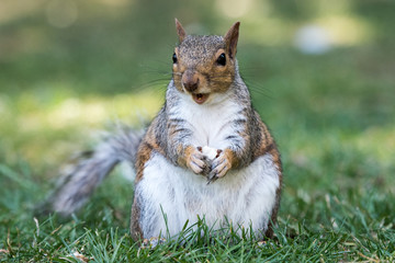 Happy Squirrel