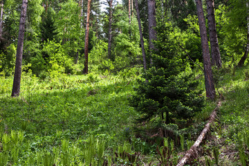 trees in the forest