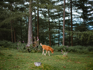 Young horse calf grazing in a beautiful forest