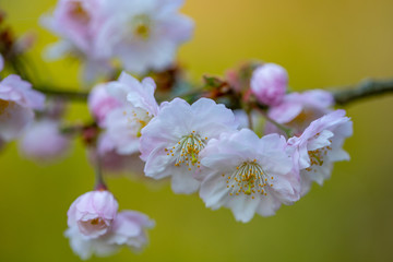 Makro einer Sauerkirsche