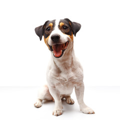 Jack Russell Terrier, one years old, sitting in front of white background