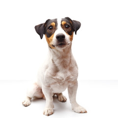 Jack Russell Terrier, one years old, sitting in front of white background