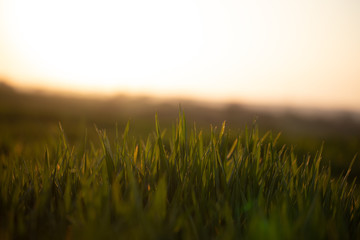 Gras im Sonnenuntergang 2
