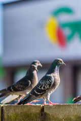 Portrait of a pigeon on a city street.