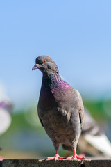 Portrait of a pigeon on a city street.