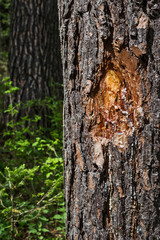 bark of a tree