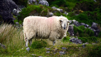 Schaf