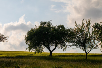 Baum im Gegenlicht
