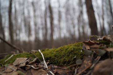 moss in forest