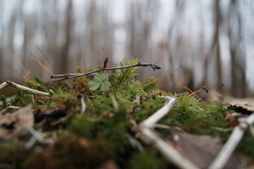 grasshopper on a rock