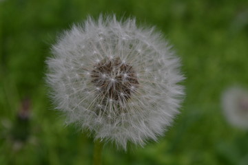 Fototapeta premium dandelion on background of green grass